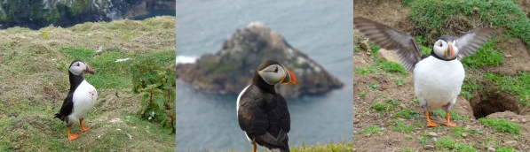 Puffins in Skomer and Hermaness