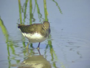 Green Sandpiper