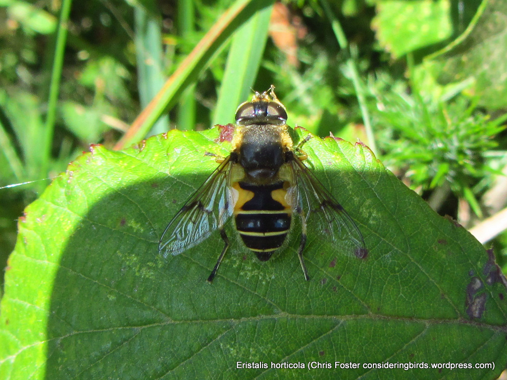 H is for Hoverfly