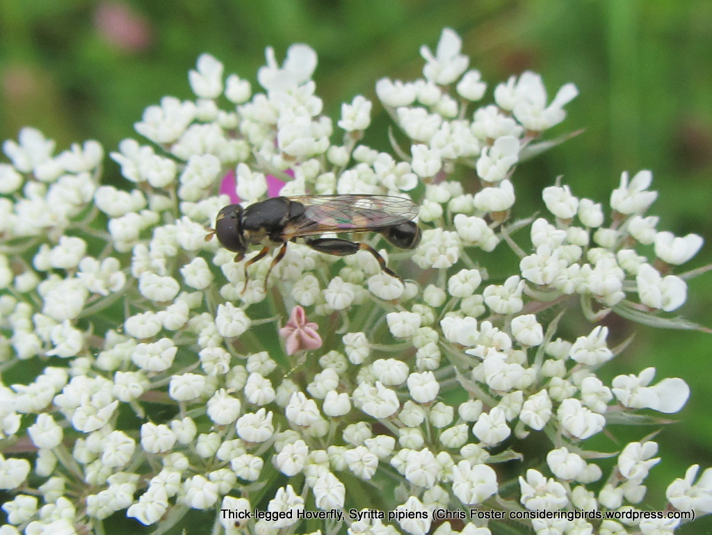 H is for Hoverfly