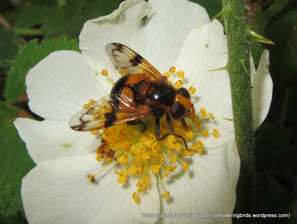 H is for Hoverfly
