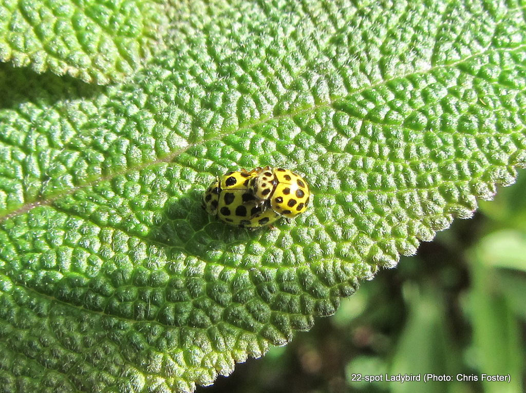 22-spot ladybird 