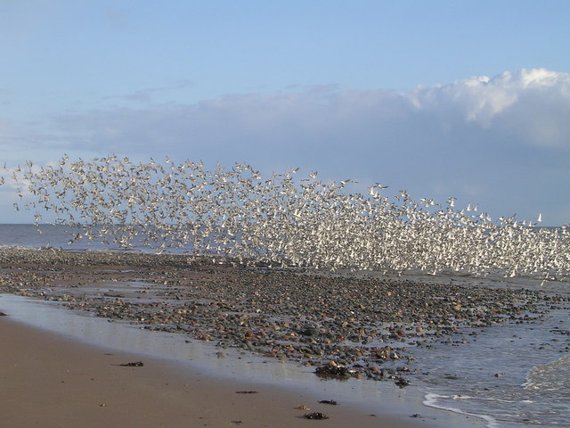 Flock of Wading Birds at Hilpsford