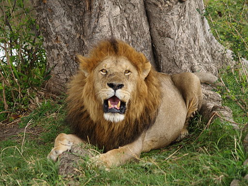 Is there a ray of hope for the African Lion?