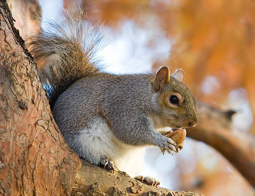 Eastern Grey Squirrel in St James's_Park, London