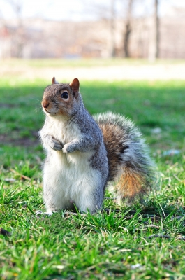 Grey Squirrel