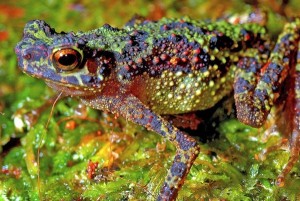 Rainbow Toad