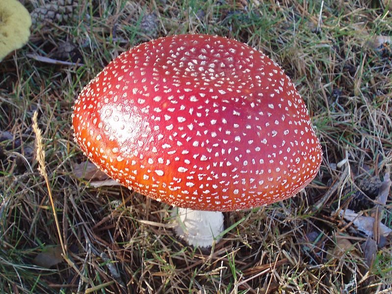 The Season of Fungi is Upon Us - Conservation Articles & Blogs - CJ