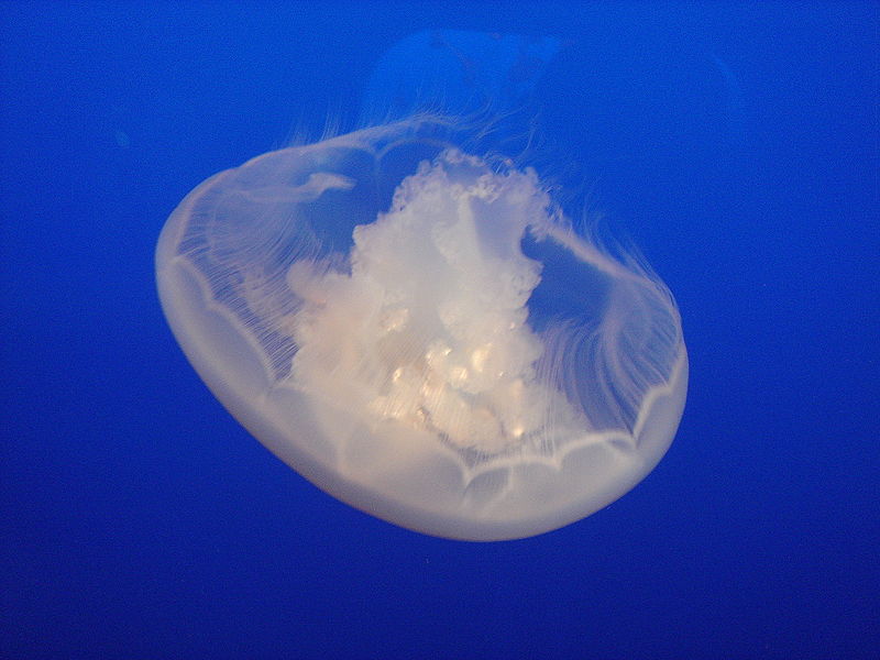 10 Extraordinary Jellyfish Species Mnn Mother Nature