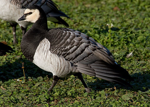 Canada goose 2024 uk wiki