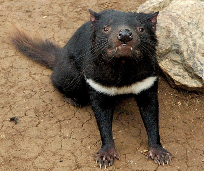 Tasmanian Devil Extinction Predicted to Catalyse Biodiversity Loss for  Tasmania - Conservation Articles & Blogs - CJ