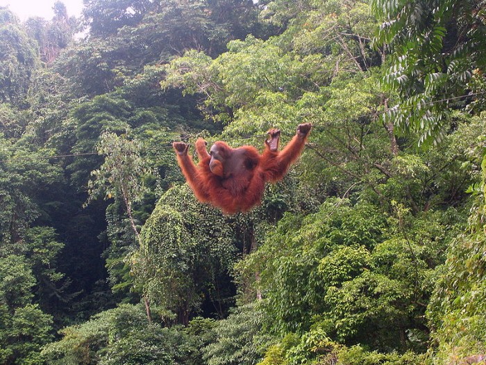 Wild Orangutans Fighting for Survival as Their Homes are Torn Down