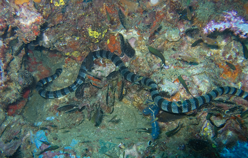 The Conservation of Sea Snakes Conservation Articles amp Blogs CJ