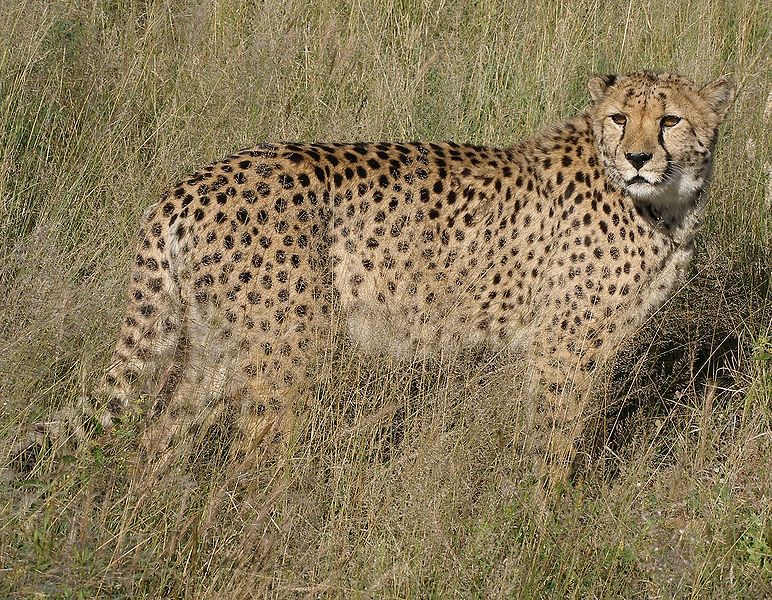 Cheetahs in Asia? - Conservation Articles & Blogs - CJ