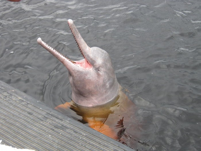 River Dolphins in Decline - Conservation Articles & Blogs - CJ