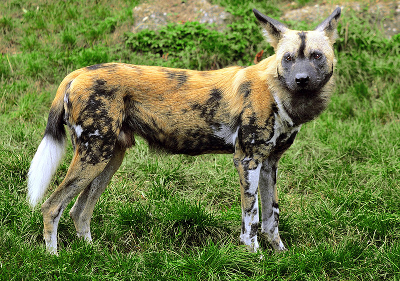 African Wild Dog, Species