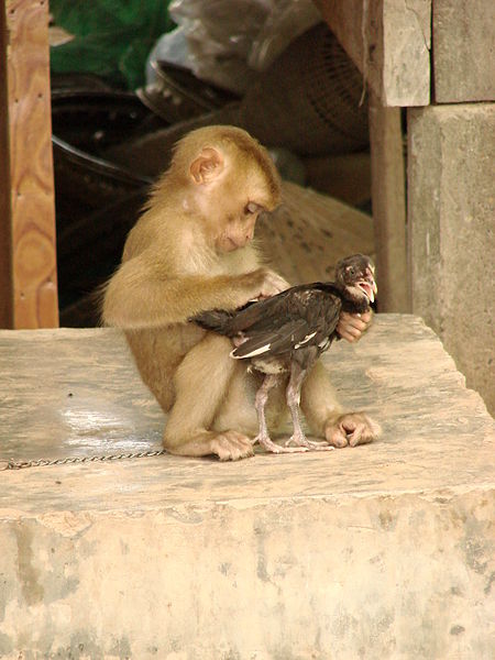 pet monkey