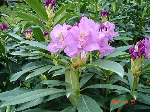 Rhododendron Pontica