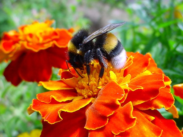 Bumble Bees In Places With Fewer Flowers Are Sicker Futurity