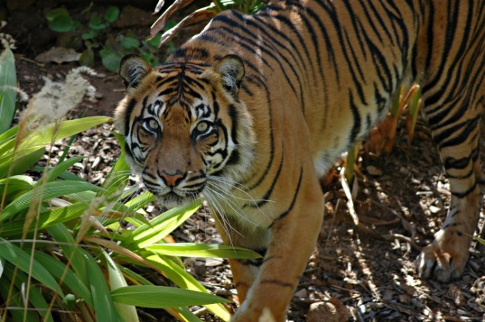 Isolated Tigers May Need Genetic Rescue - Conservation Articles & Blogs - CJ