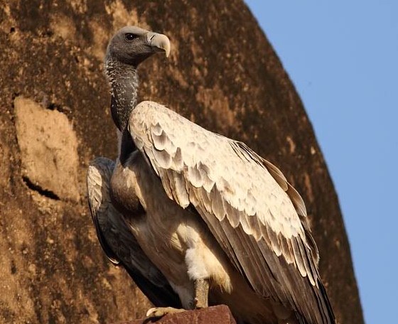 Saving Asias Vultures Conservation Articles And Blogs Cj