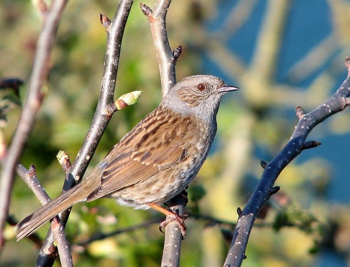 A To Z Of British Birds D Is For Dunnock Conservation Articles And Blogs Cj