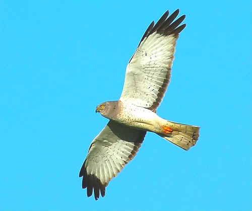 Hen harrier