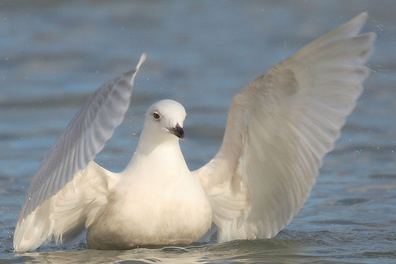 I is for Iceland Gull - Conservation Articles & Blogs - CJ