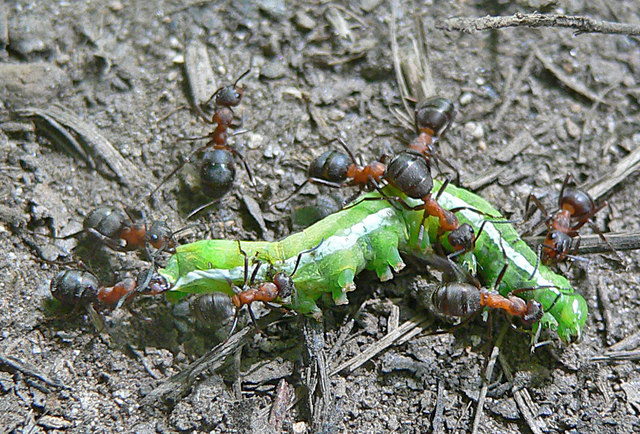 Ants: the most complex of the pests.