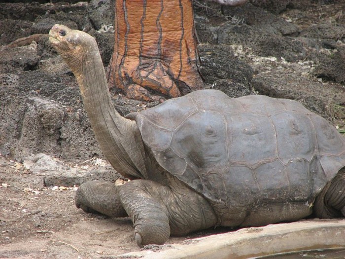 pinta tortoises