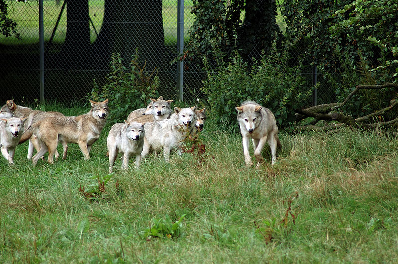 wiki-800px-Wolf_Pack.jpg