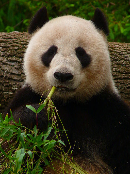 Giant Panda Feeding