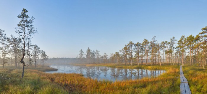 Sunrise at viru bog