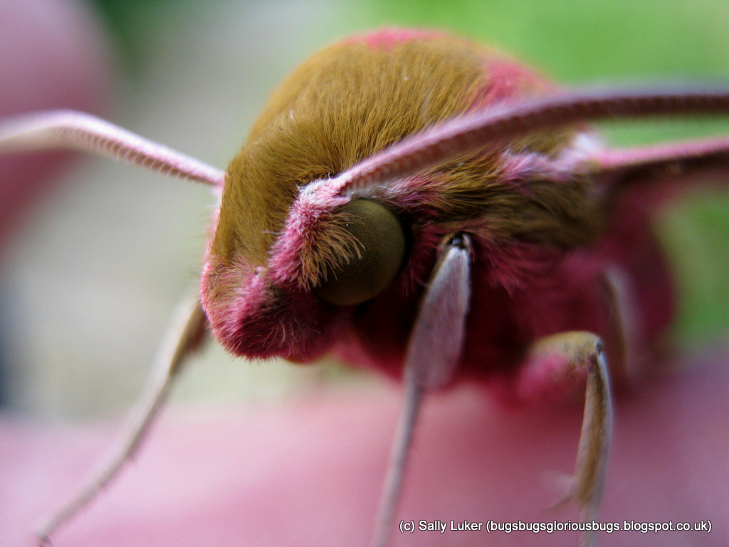 E Is For Elephant Hawk Moth Conservation Articles Blogs Cj