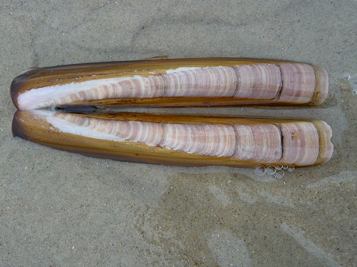 Razor shell - Wikipedia