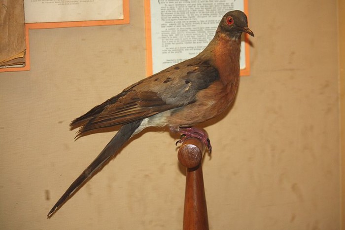 Passenger Pigeon