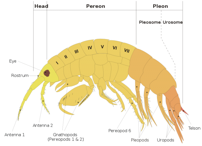 Scheme amphipod Anatomy