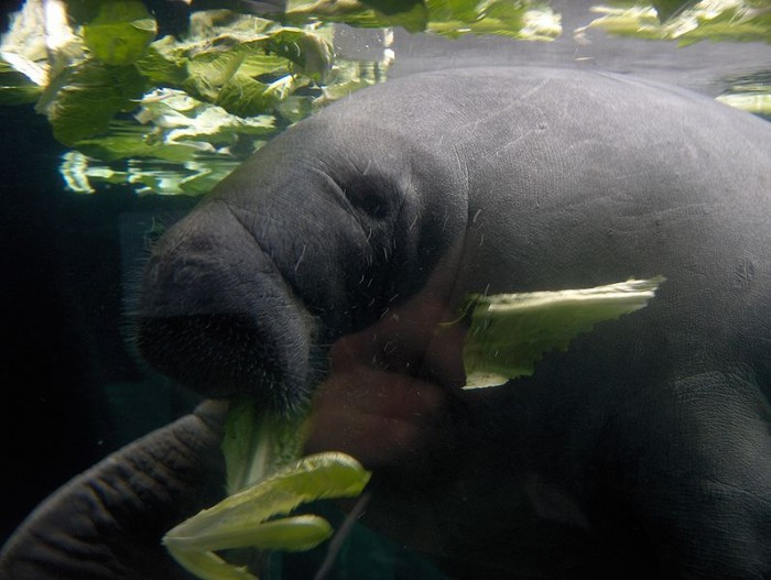 Manatee