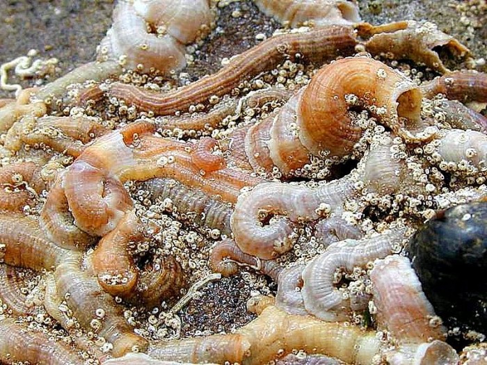 Tube Worm Shells Ocean