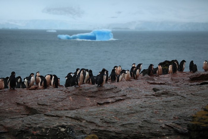 Adelie Penguins