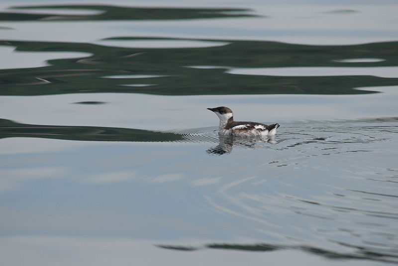 Marbled Murrelet Defended In Court Conservation Articles Blogs Cj