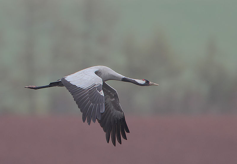 Rainbirder - Eurasian Crane (Grus grus)