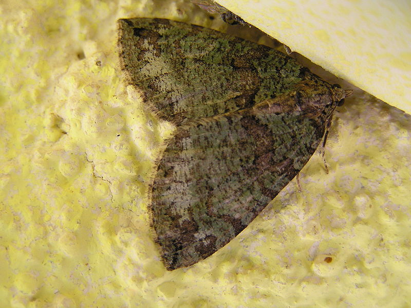 Hydriomena Furcata