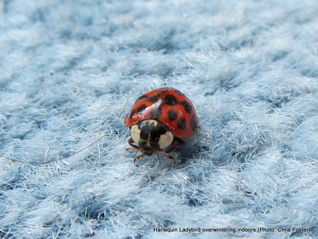 L is for Ladybird - Conservation Articles & Blogs - CJ