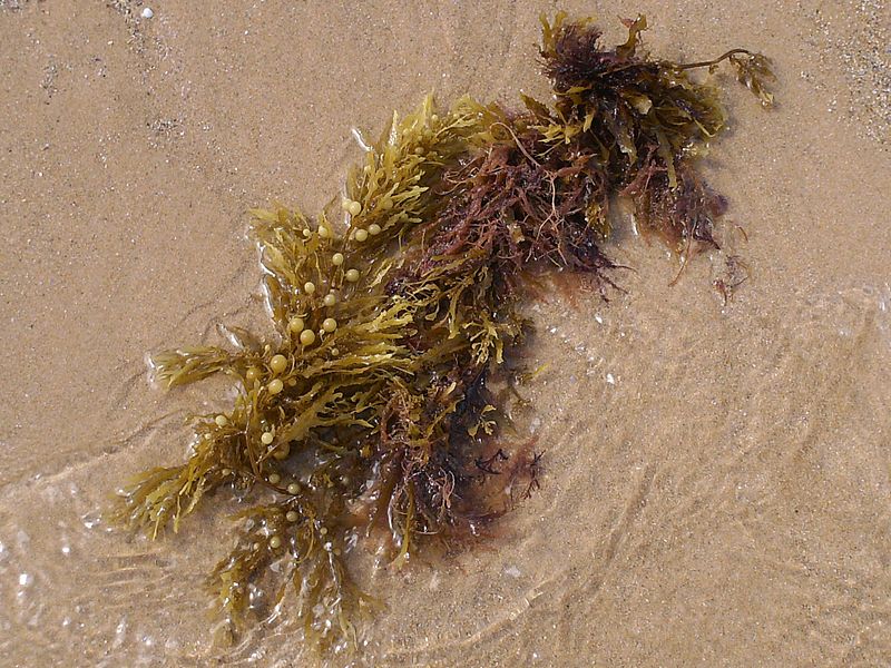 Sargassum Muticum stranded