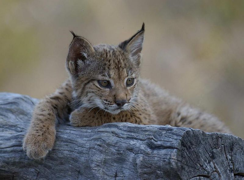 Iberian Lynx cub