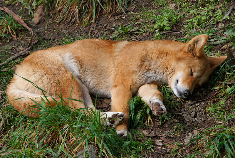 Dingo sleeping