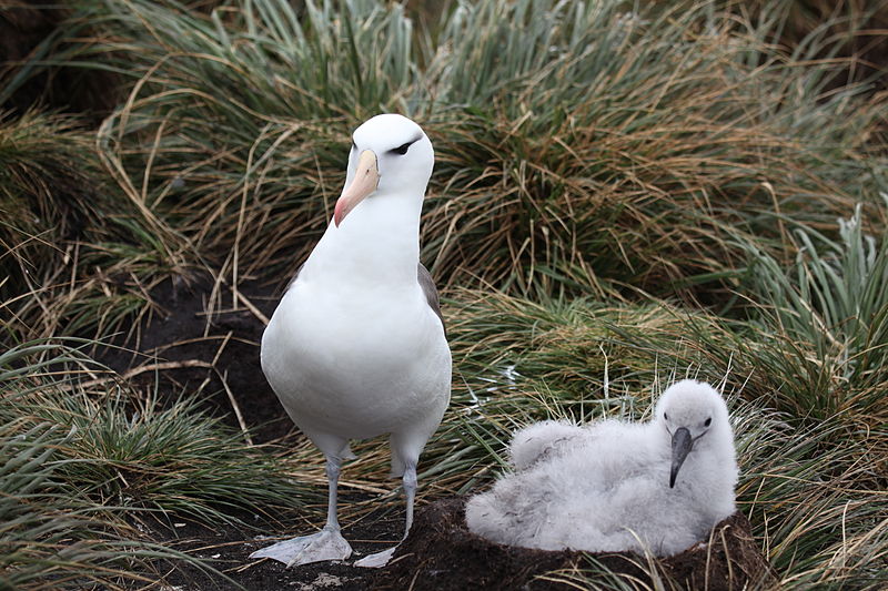 Black-browed Albatross and Chick