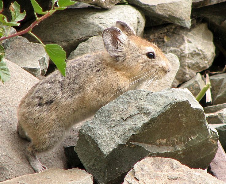 American pika disappears from large area of California's Sierra Nevada  mountains