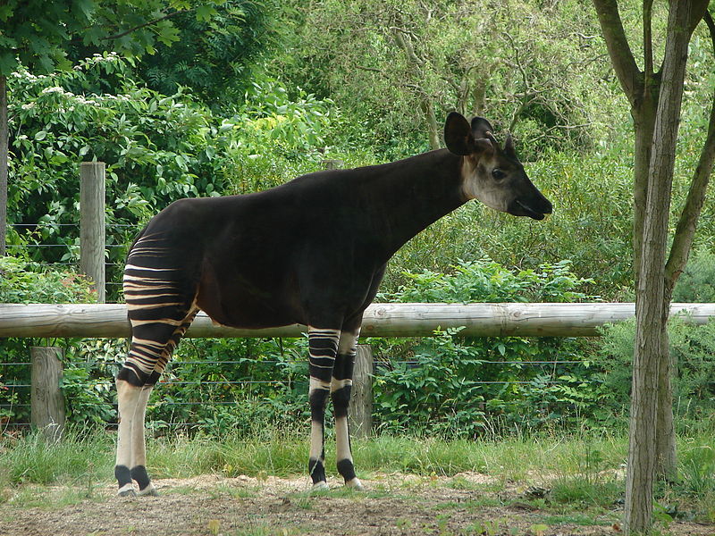 London Zoo